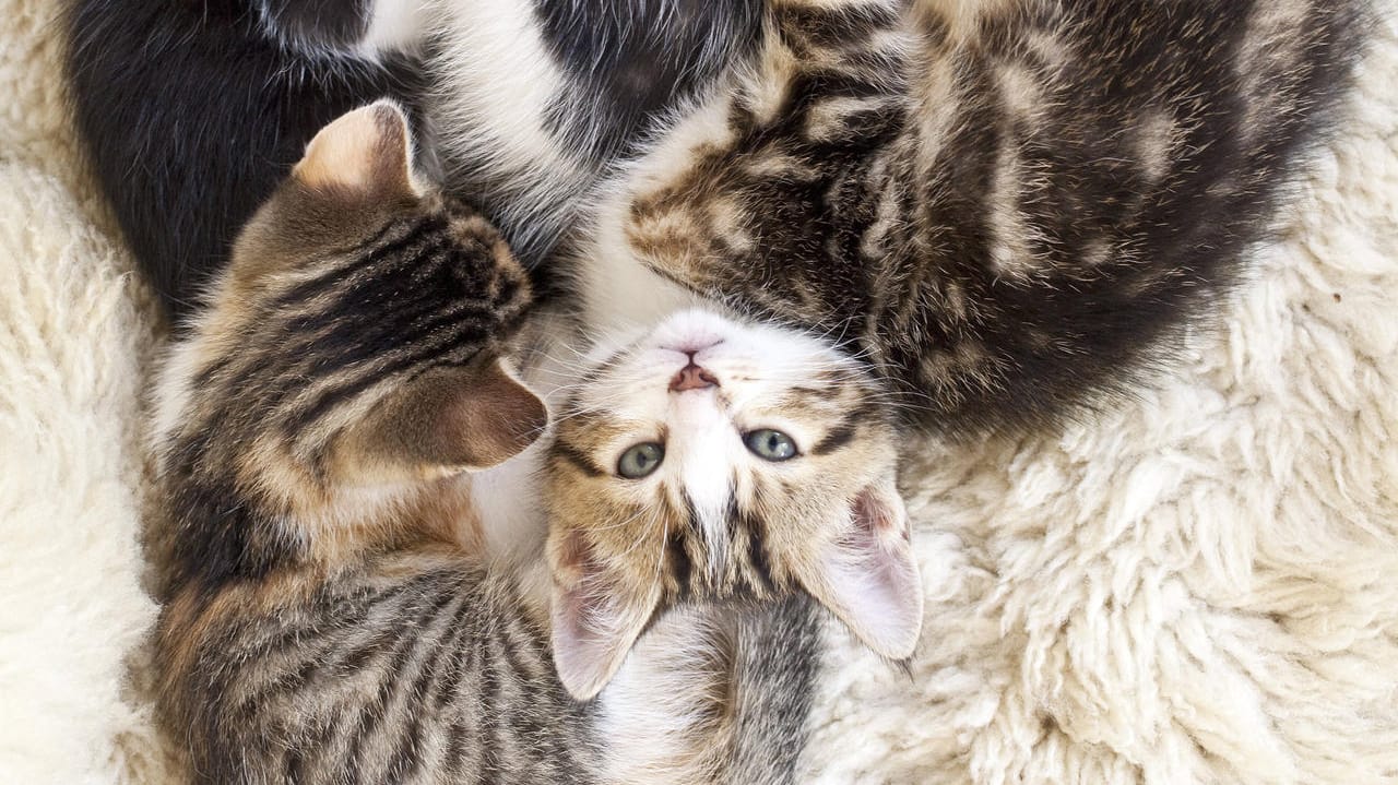 Kleine Kätzen kuscheln aneinander (Symbolbild): Die Frau soll die Tiere über Internetplattformen erworben haben. Kleine Kätzen kuscheln aneinander (Symbolbild): Die Frau soll die Tiere über Internetplattformen erworben haben.