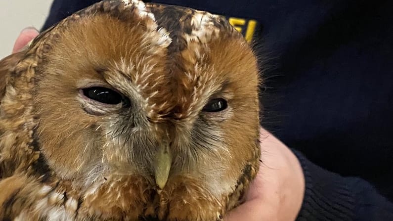 Der verletzte Waldkauz in den Händen eines Beamten: Zuvor war der Vogel von einer Autofahrerin aufgelesen und zur Polizei gebracht worden. Der verletzte Waldkauz in den Händen eines Beamten: Zuvor war der Vogel von einer Autofahrerin aufgelesen und zur Polizei gebracht worden.