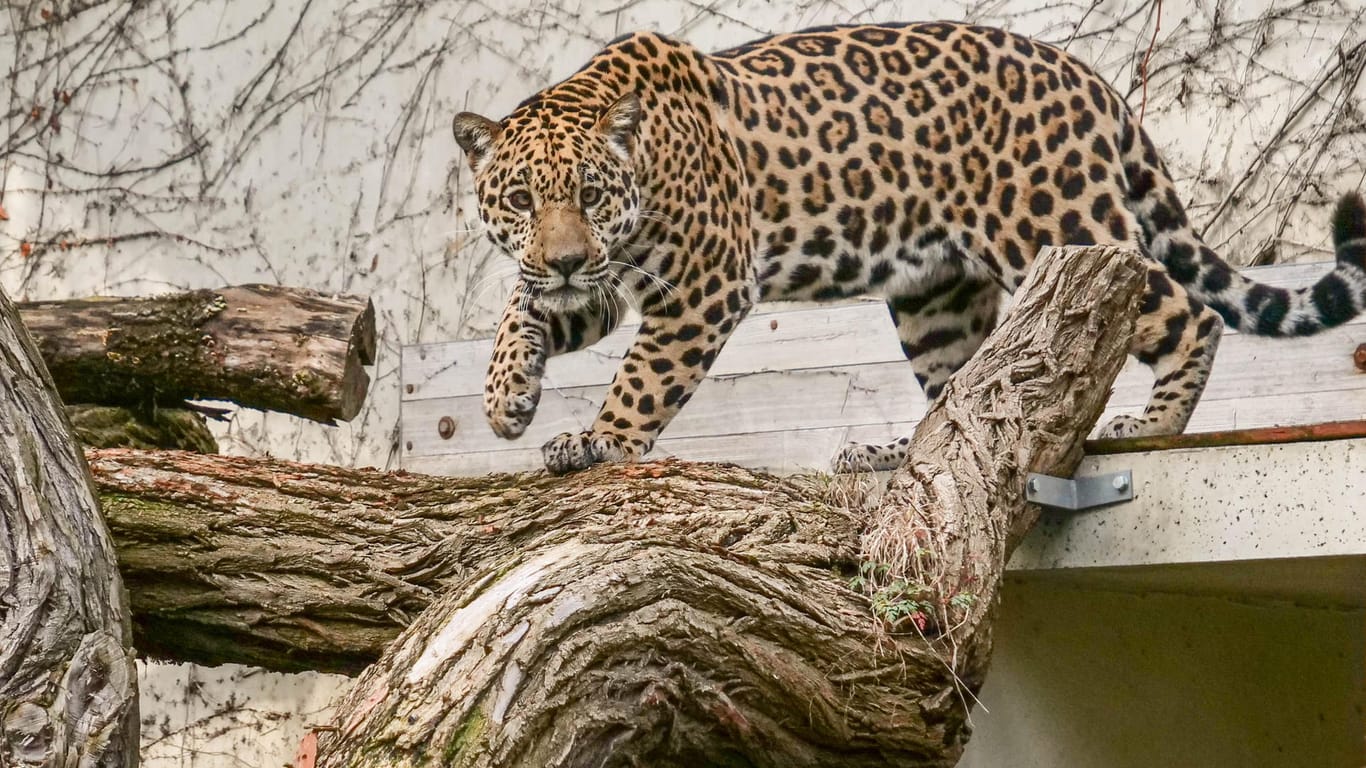 Jaguar Milagro erkundet das Gehege in der Wilhelma: Die Großkatze soll mit weiblicher Unterstützung für Nachwuchs sorgen.