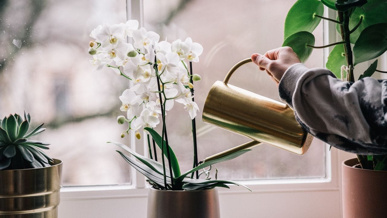 Richtig wässern: Wer seine Orchidee gießt, sollte anschließend das überschüssige Wasser aus dem Topf wegkippen.