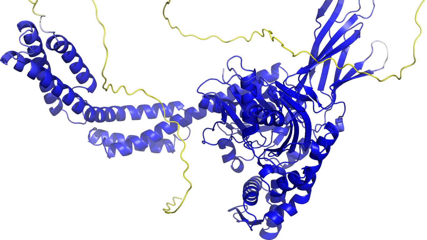 Proteinstruktur: Sogenannte Sekundärstrukturelemente sind als Bänder wiedergegeben. In den blauen Bereichen ist das Modell vermutlich zuverlässig. Die gelben Bereiche sind wahrscheinlich flexibel, und nur eine mögliche Struktur ist dargestellt.