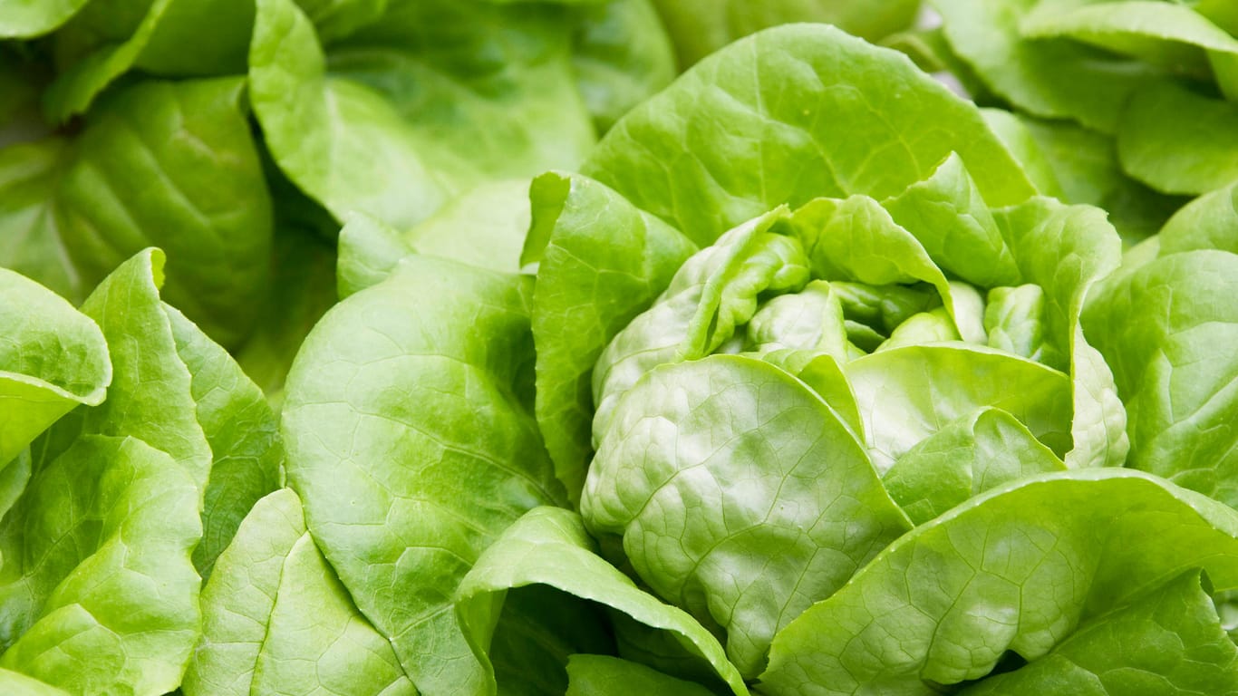 Blattsalat: Wer Salat anbaut, sollte das Gießen nicht vergessen.