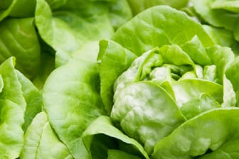Blattsalat: Wer Salat anbaut, sollte das Gießen nicht vergessen.
