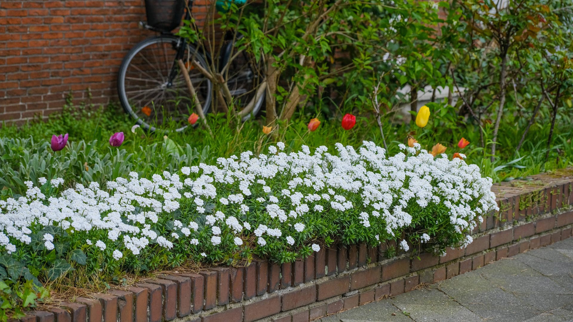 Vorgarten im Frühling: Hier fühlen sich Insekten wie Bienen und Schmetterlinge wohl.