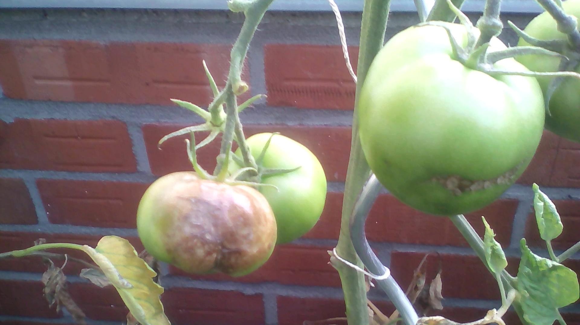 Balkontomaten: Sie waren wegen des schlechten Wetters von Krankheiten befallen.