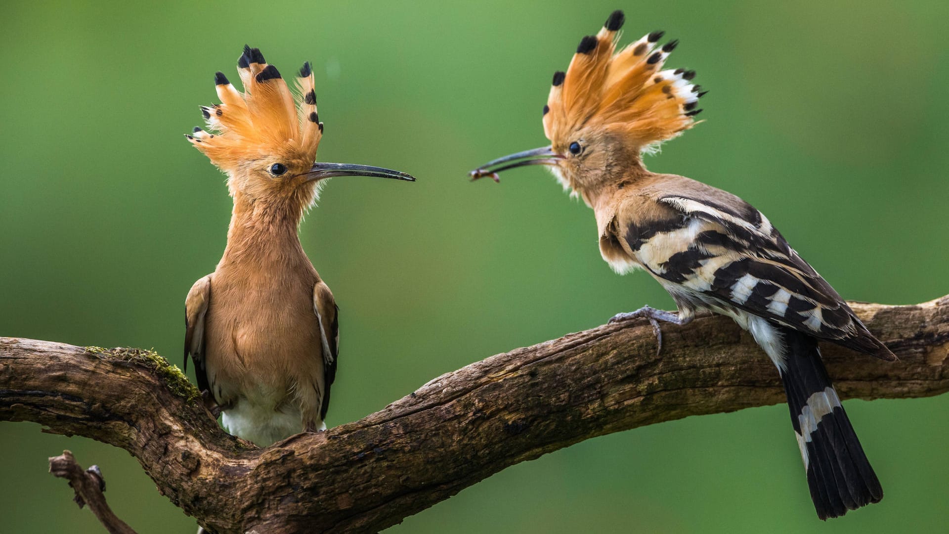 Wiedehopf (Upupa epops): Er ernährt sich vor allem von größeren Insekten und deren Larven.