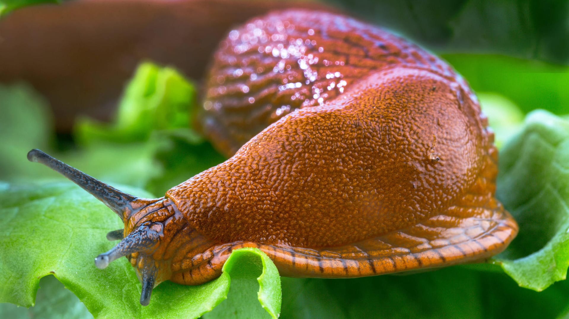 Spanische Wegschnecke (Lusitanicus vulgaris): Sie ist eine Gewinnerin im Gartenjahr 2021.