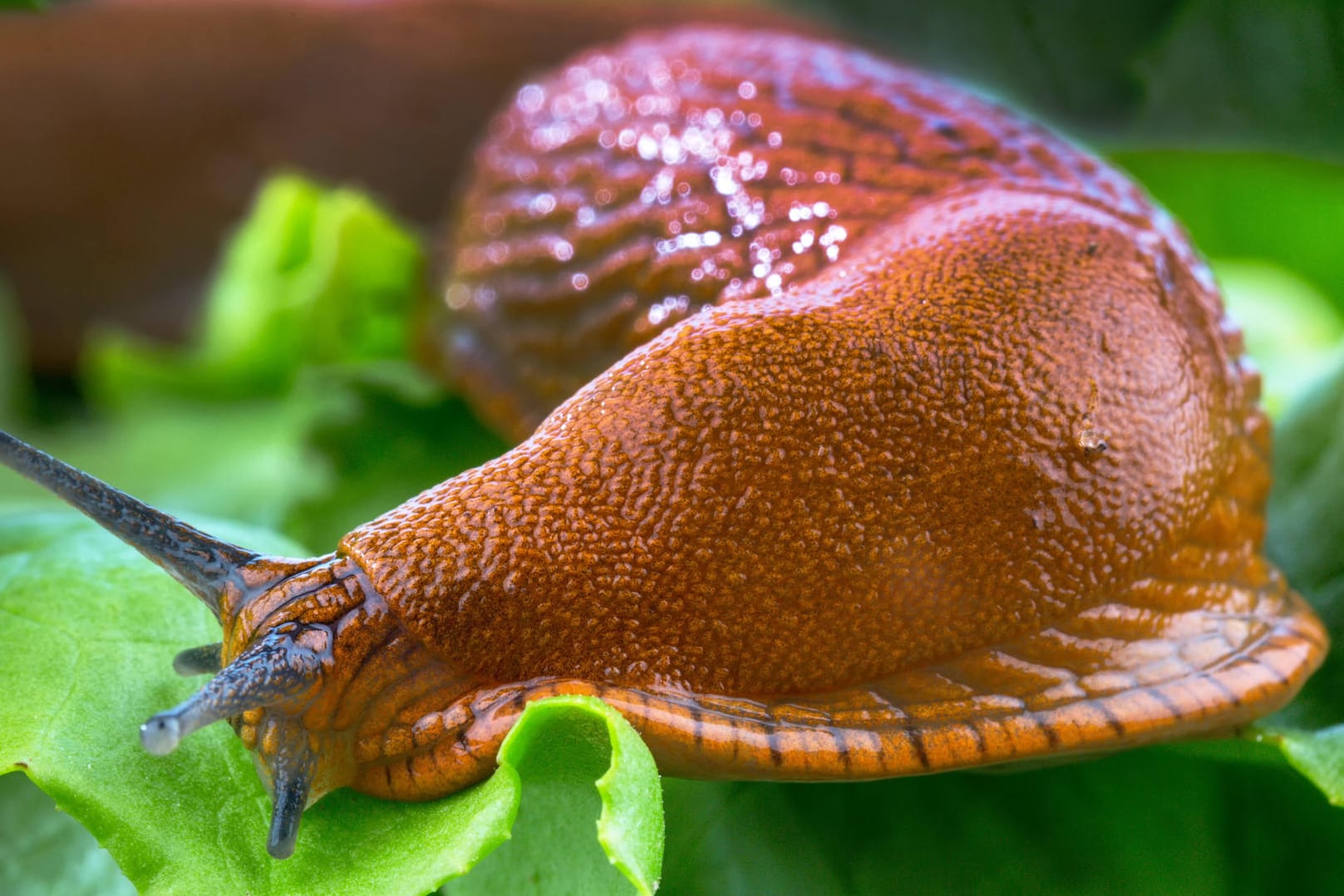 Spanische Wegschnecke (Lusitanicus vulgaris): Sie ist eine Gewinnerin im Gartenjahr 2021.