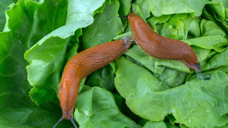 Schneckenplage im Garten: Die Spanische Wegschnecke (Lusitanicus vulgaris) frisst gern Salatblätter.