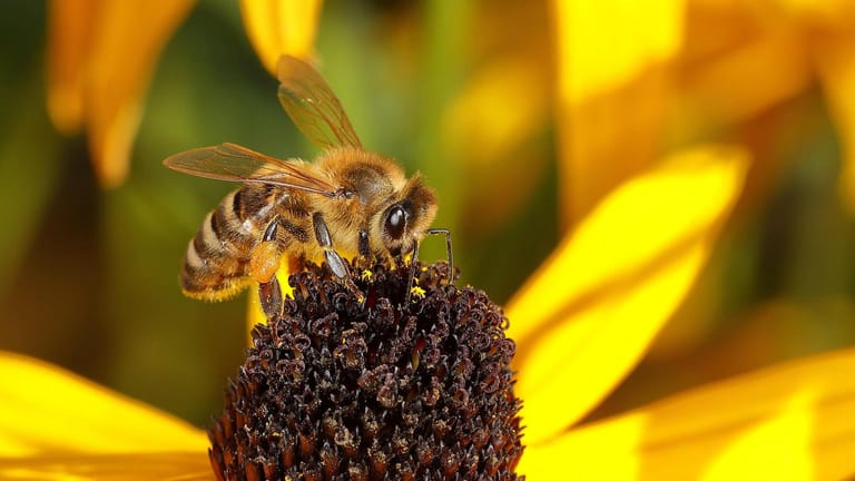 Verlierer im Gartenjahr 2021: Die Westliche Honigbiene (Apis mellifera) gehört dazu.