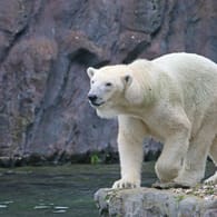 Eisbärin Lara aus dem Zoo Gelsenkirchen: Ihr Nachwuchs ist nach wenigen Tagen verstorben.