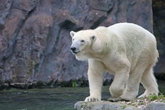 Eisbärin Lara aus dem Zoo Gelsenkirchen: Ihr Nachwuchs ist nach wenigen Tagen verstorben.