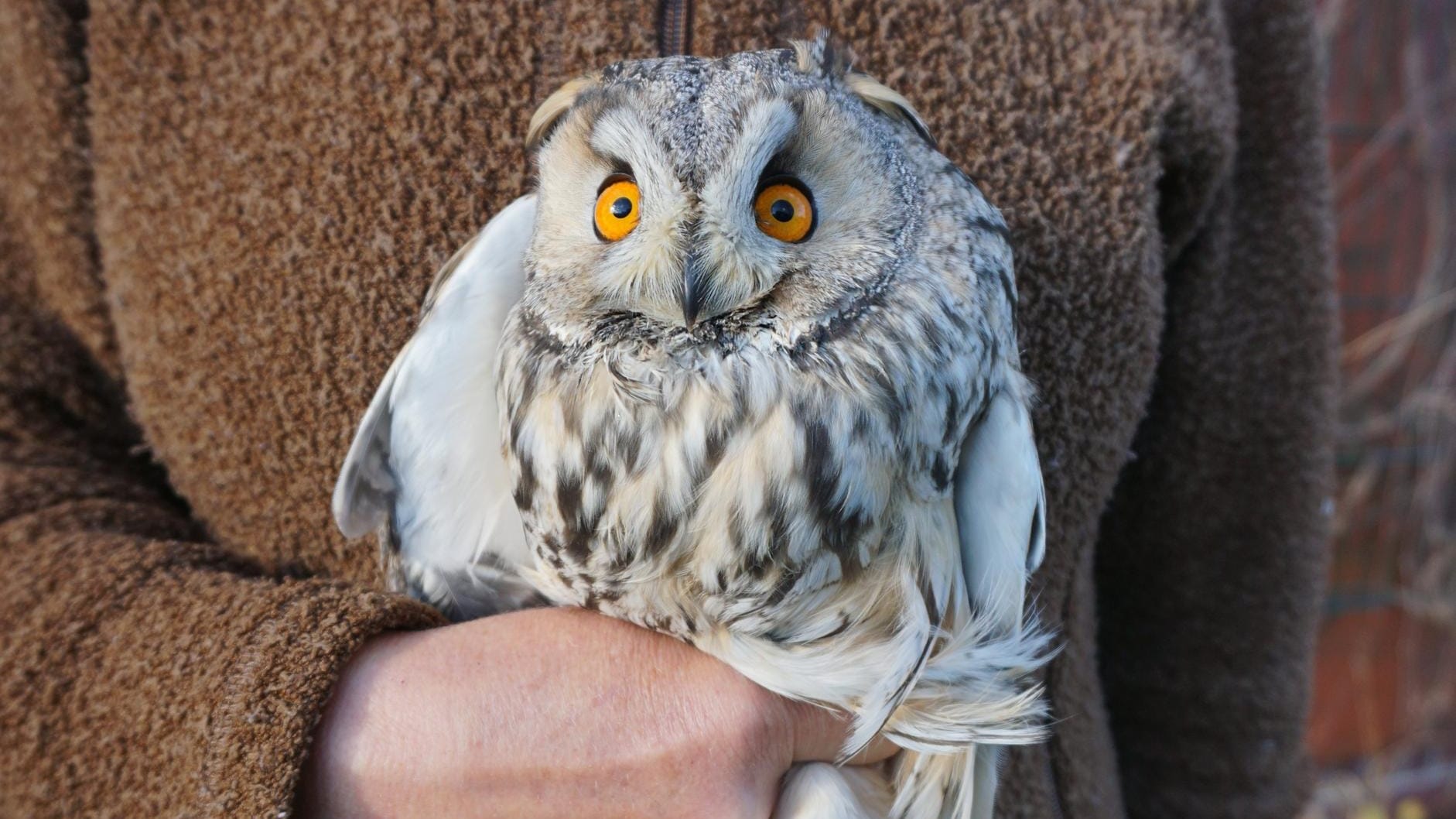 Die sichtlich fittere Waldohreule in der Wildvogelstation: Bald kann sie in die Freiheit entlassen werden.