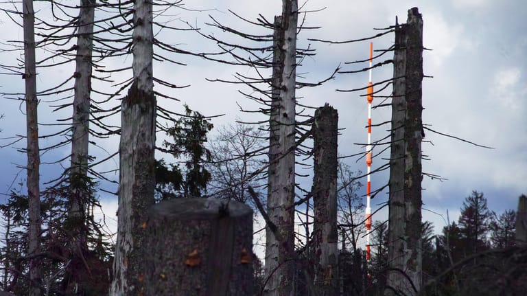 Im Harz sterben Bäume ab (Archivbild). Dürren können ebenfalls eine Folge der Klimakrise sein.