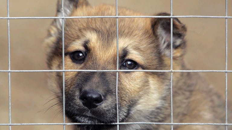 Ein Hundewelpe im Tierheim wartet auf eine neue Familie (Symbolbild): Tierschützer raten eindringlich davon ab, Tiere zu Weihnachten zu verschenken.