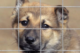 Ein Hundewelpe im Tierheim wartet auf eine neue Familie (Symbolbild): Tierschützer raten eindringlich davon ab, Tiere zu Weihnachten zu verschenken.