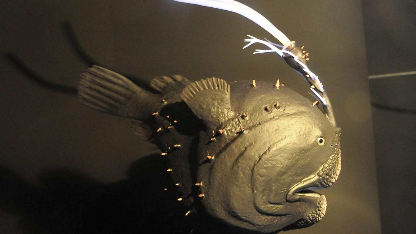 Das Modell eines Fußballfischs bei einer Ausstellung: Drei Anglerfische wurden an der Küste Kaliforniens entdeckt.