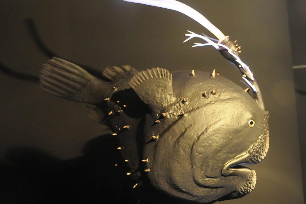 Das Modell eines Fußballfischs bei einer Ausstellung: Drei Anglerfische wurden an der Küste Kaliforniens entdeckt.