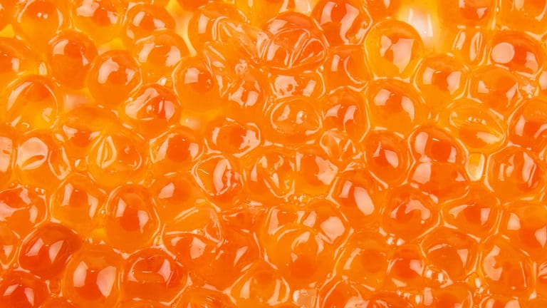 Lachskaviar: Seine Eier leuchten bernsteinfarben bis rot.