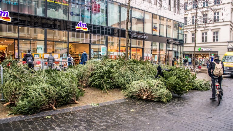 Weihnachtsbäume liegen zur Abholung in Leipzig bereit. (Archivbild) Auch diese Jahr werden die Bäume der Stadtdeko verschenkt.