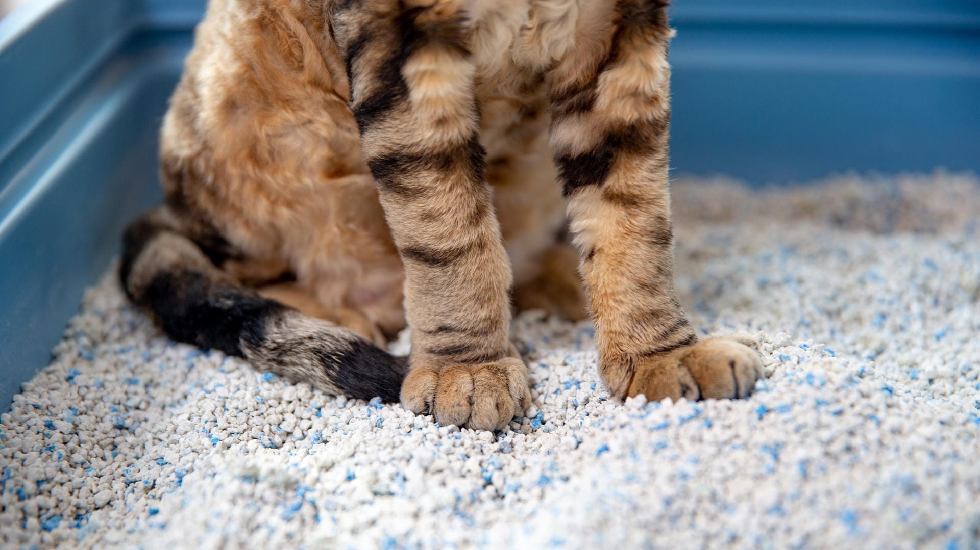 Katzenklo: Katzenstreu sollte den Geruch binden können.