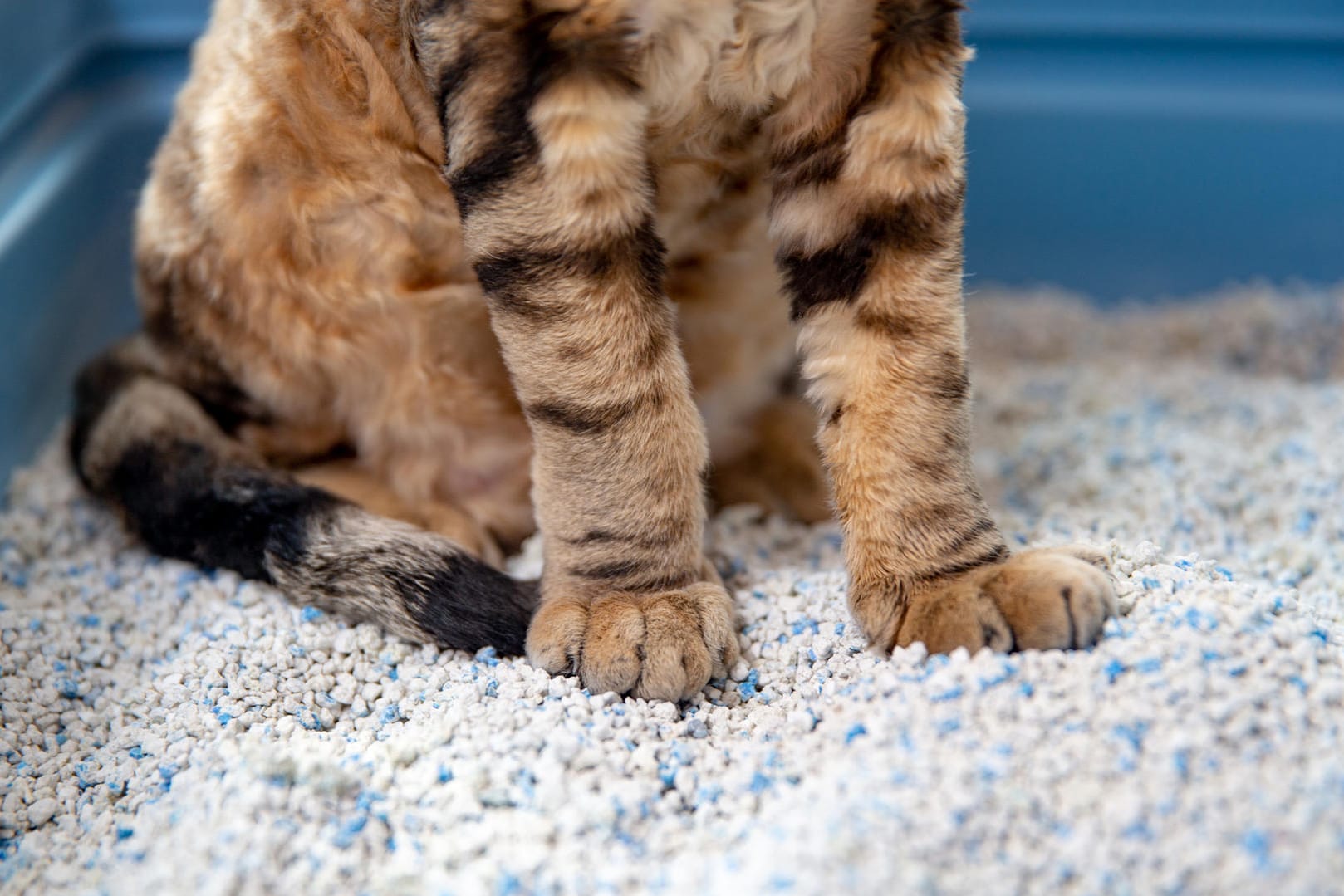 Katzenklo: Katzenstreu sollte den Geruch binden können.