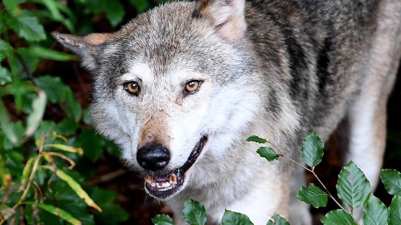 Wolf in einem Gehege (Archivbild): Der Wolf ist in Deutschland streng geschützt und darf nur in Ausnahmefällen geschossen werden.