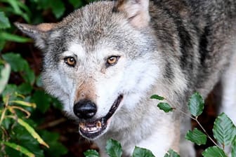 Wolf in einem Gehege (Archivbild): Der Wolf ist in Deutschland streng geschützt und darf nur in Ausnahmefällen geschossen werden.