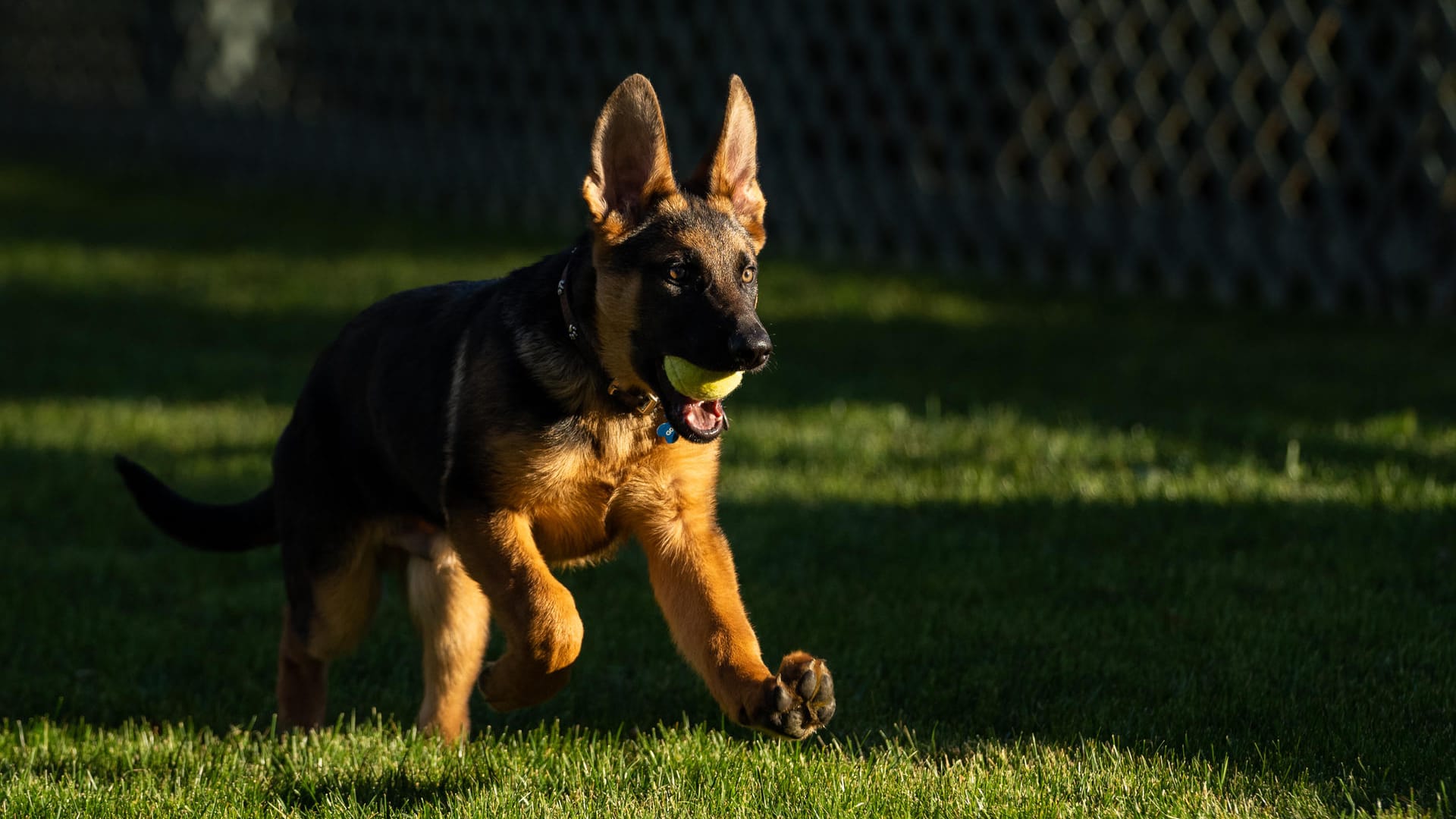 Schäferhund-Welpe "Commander": Die Bidens haben ein neues Familienmitglied im Weißen Haus.