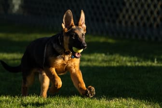 Schäferhund-Welpe "Commander": Die Bidens haben ein neues Familienmitglied im Weißen Haus.