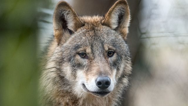 Ein Wolf steht in einem Gehege