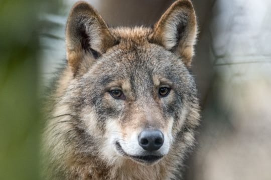 Ein Wolf steht in einem Gehege