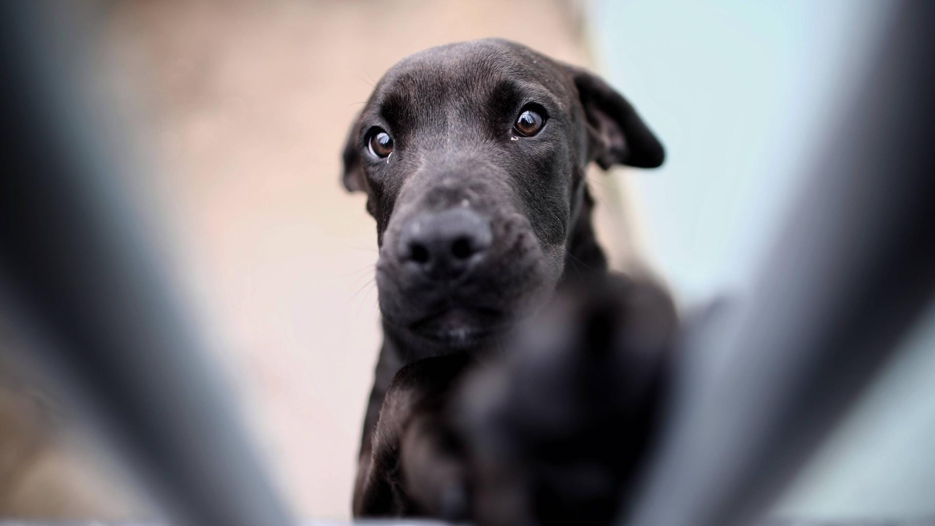 Ein Hund in einem Tierheim (Symbolbild): In Bremen können erst nach den Feiertagen wieder Termine im Tierheim vereinbart werden.