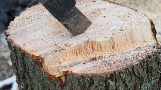 Vermieter, die einen morschen Baum fällen lassen, können die Kosten mit der nächsten Betriebskostenabrechnung auf die Mieter umlegen.