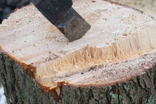 Vermieter, die einen morschen Baum fällen lassen, können die Kosten mit der nächsten Betriebskostenabrechnung auf die Mieter umlegen.