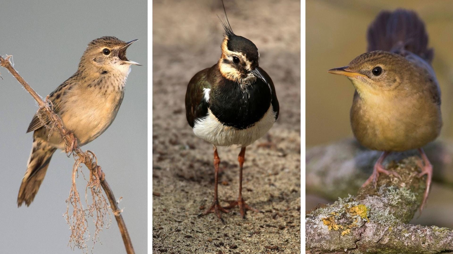 Feldschwirl, Kiebitz und Wiesenpieper sind nur drei der bedrohten Arten, die auf der Fläche des geplanten Baugebiets leben: Im Feucht- und Nassgrünland in Emden-Conrebbersweg sind viele stark gefährdete Vogel- und Pflanzenarten zu Hause.