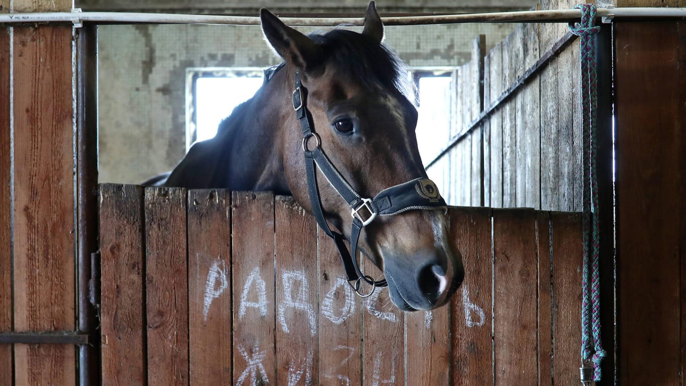 Pferd im Stall (Symbolbild): Das Tier wurde als Dieb entlarvt.