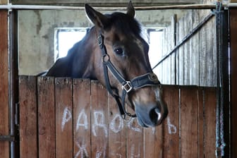 Pferd im Stall (Symbolbild): Das Tier wurde als Dieb entlarvt.