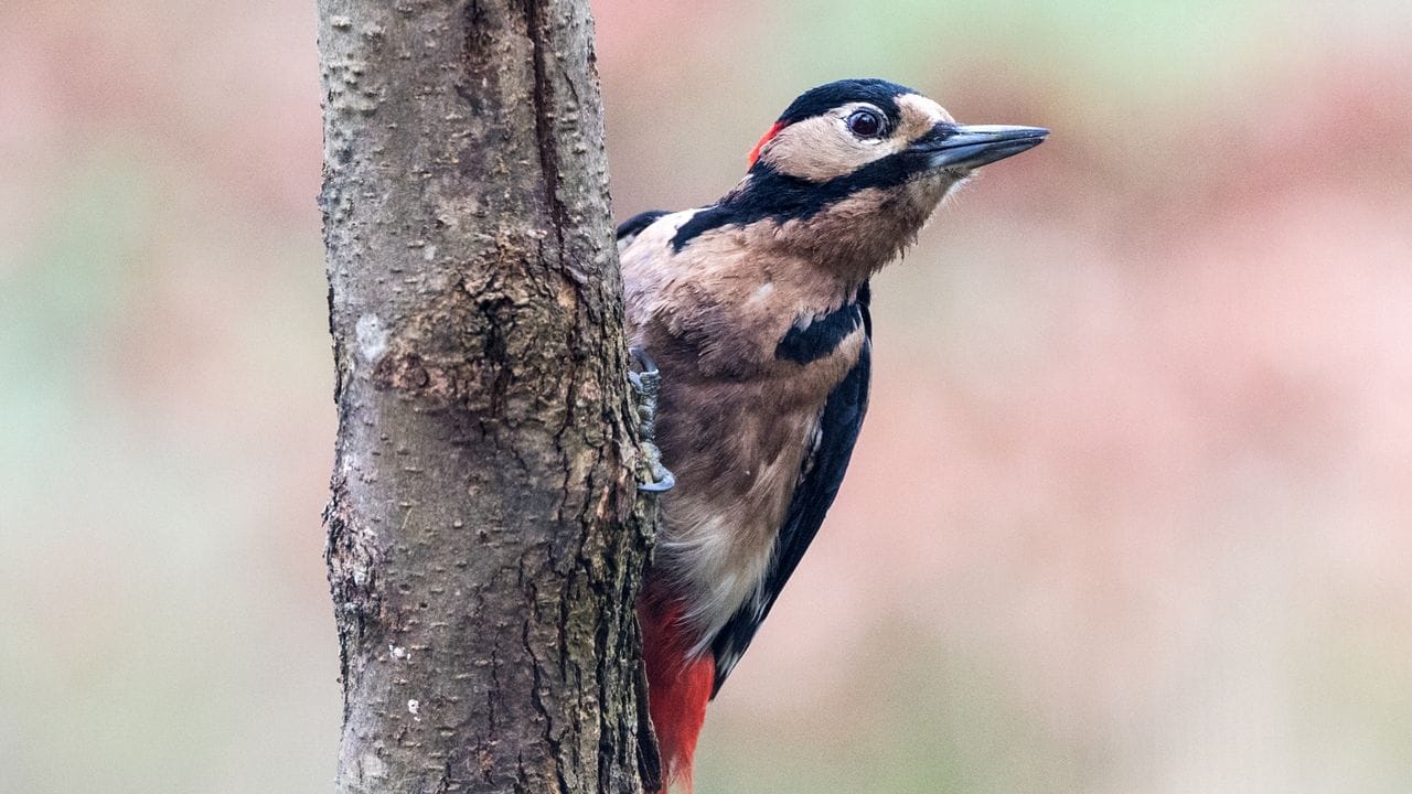 In einem möglichst naturbelassenen, etwas wilden Garten fühlen sich Insekten wohl - und das lockt wiederum Vögel wie den Buntspecht an. In einem möglichst naturbelassenen, etwas wilden Garten fühlen sich Insekten wohl - und das lockt wiederum Vögel wie den Buntspecht an.
