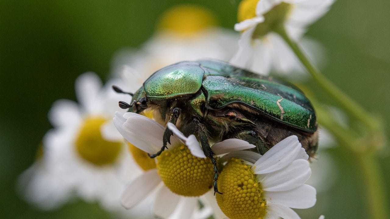 Es ist ein Geben und Nehmen: Der Rosenkäfer hilft bei der Bestäubung von Blüten. Es ist ein Geben und Nehmen: Der Rosenkäfer hilft bei der Bestäubung von Blüten.