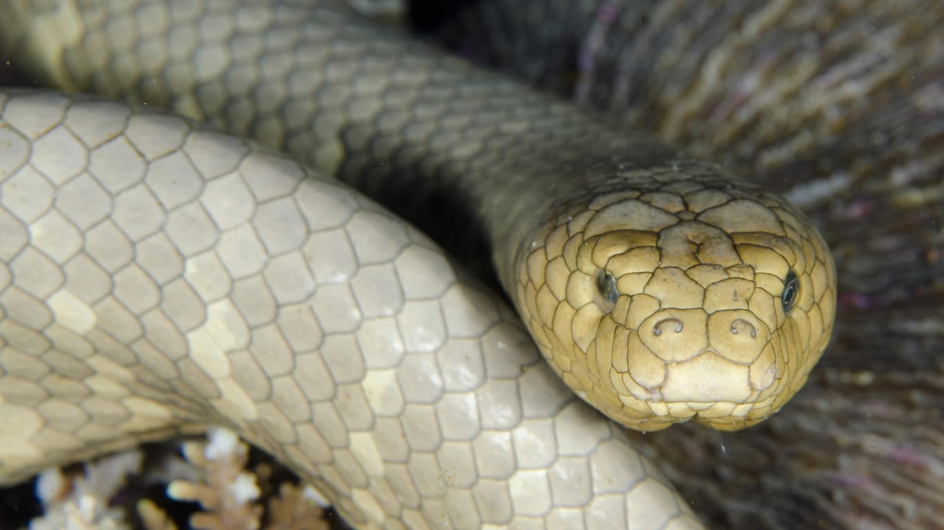 Aipysurus laevis: Die olivgrüne Schlange ist vor allem in der Paarungszeit sehr eifrig.