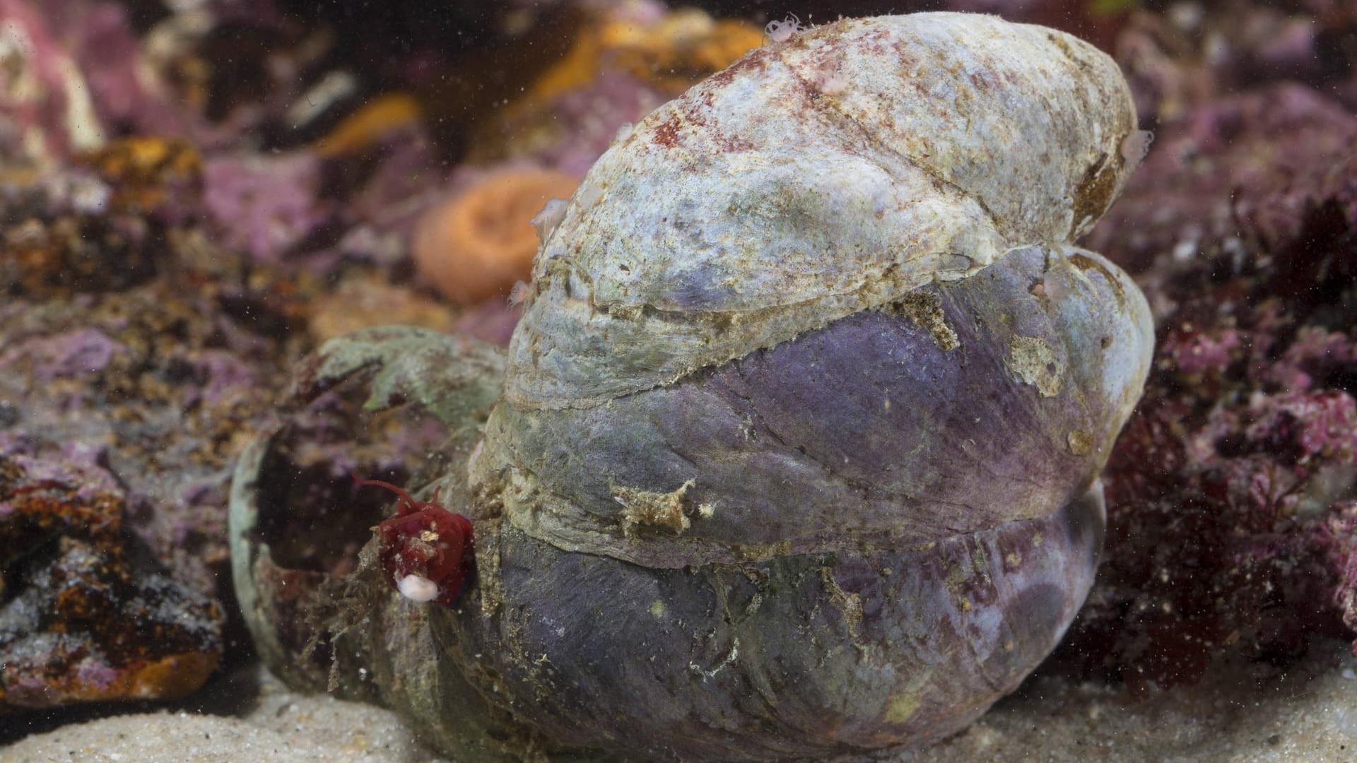 Pantoffelschnecke: Die Crepidula fornicata ist besonders hartnäckig, wenn es um die Fortpflanzung geht.