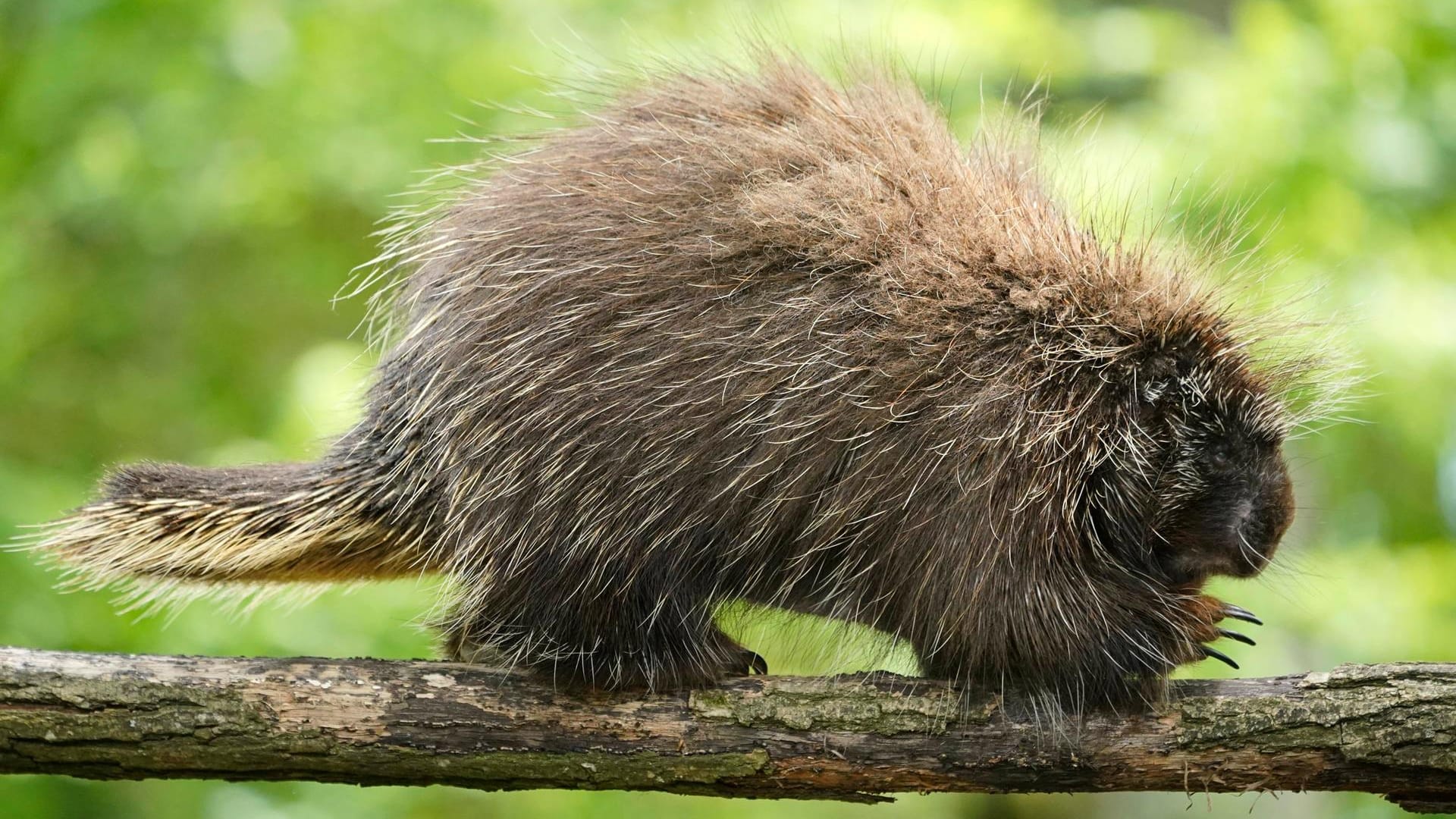 Baumstachler: Der Urson Erethizon Dorsatum lebt größtenteils auf Bäumen.