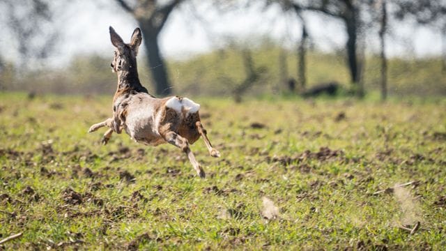 Reh auf der Flucht