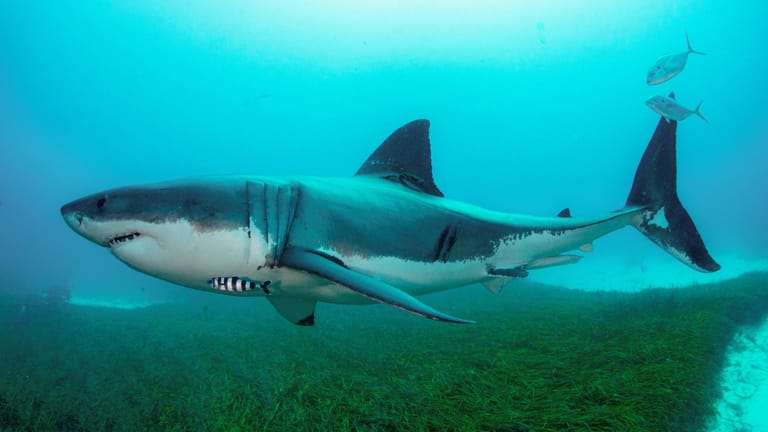 Ein Weißer Hai unter Wasser (Symbolbild): In Kalifornien wurden ein Surfer von einem solchen Tier getötet.