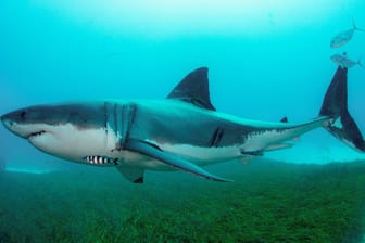 Ein Weißer Hai unter Wasser (Symbolbild): In Kalifornien wurden ein Surfer von einem solchen Tier getötet.