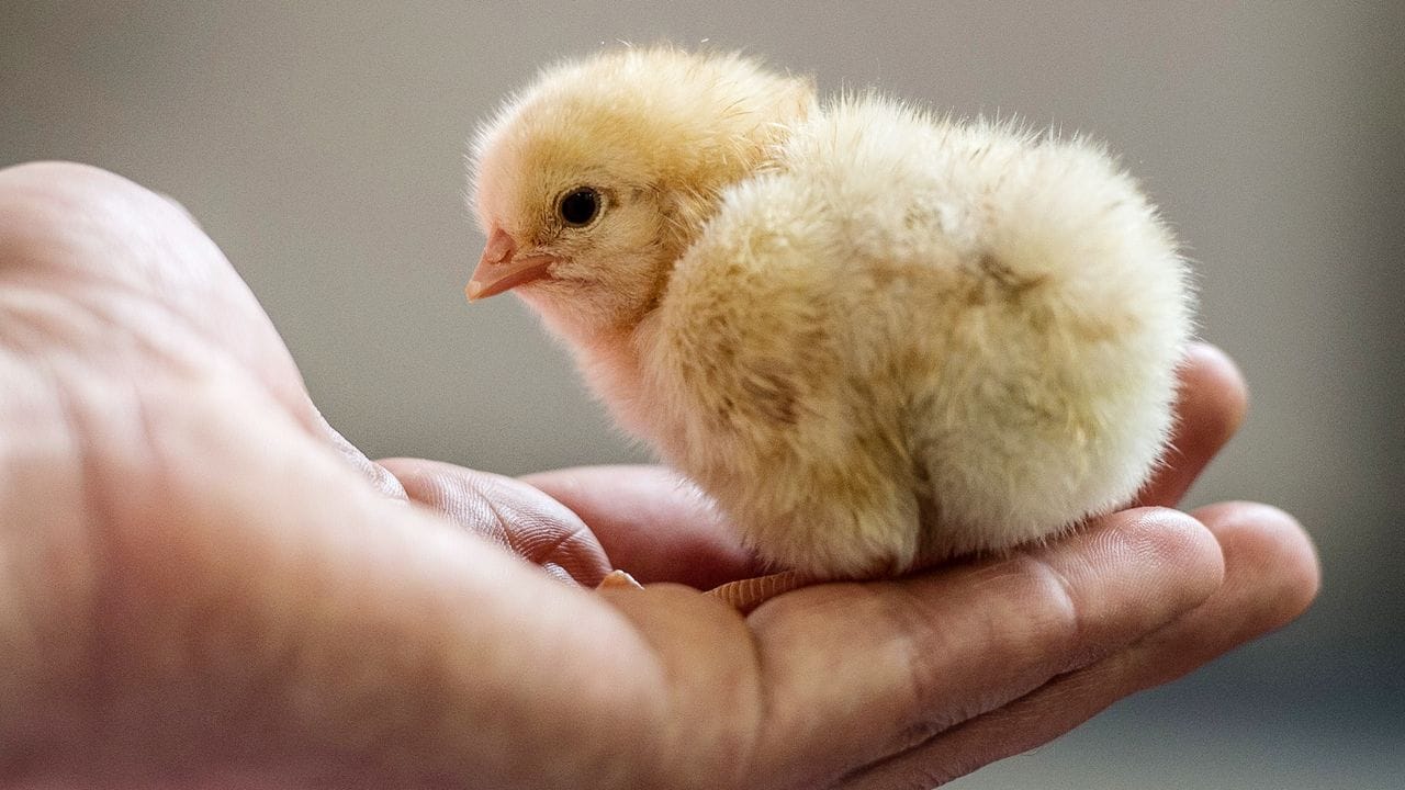 Das Kükentöten in der Legehennenhaltung wird im neuen Jahr ein Ende haben.