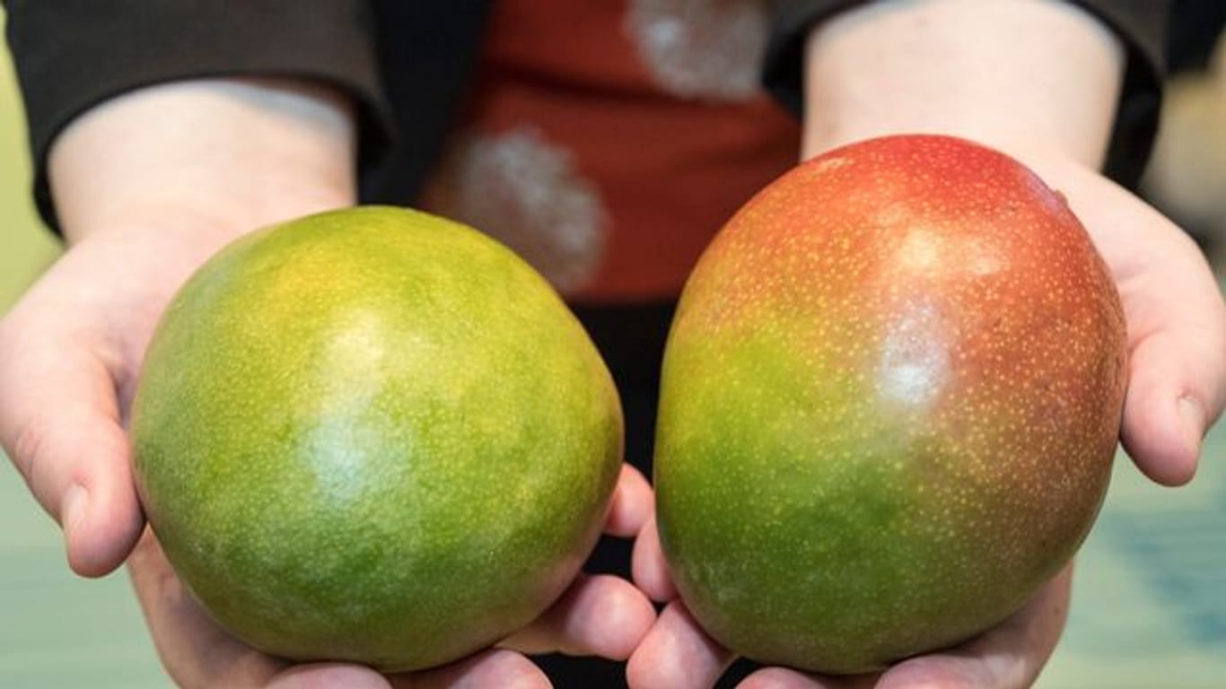 Die Farbe der Schale sagt nichts über den Reifegrad einer Mango aus - hier hilft der Drucktest.