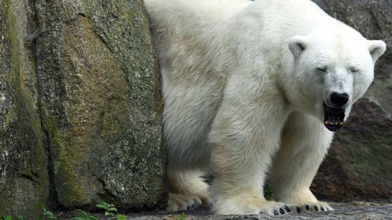Eisbären-Oma Katjuscha (Archivbild): Das Tier ist mit 37 Jahren gestorben.