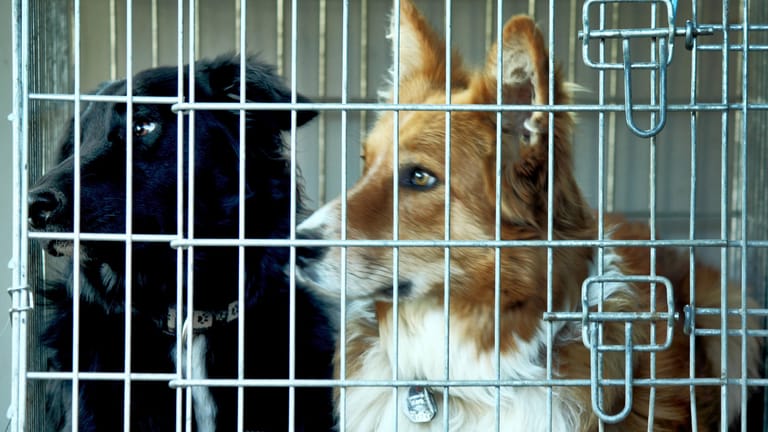 Zwei Hunde in einem Zwinger (Archivbild): Teilweise werden die Tiere von ihren Besitzern wieder abgeholt.